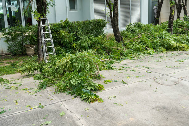 How Our Tree Care Process Works  in  Lansdale, PA